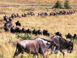 東非動物大遷徙 東非動物大遷徙