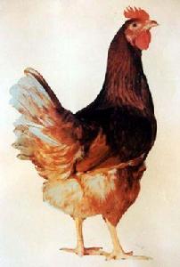 伊莎褐蛋雞 伊莎褐蛋雞