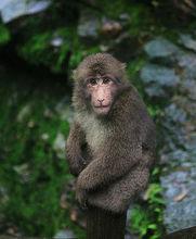 峨眉山靈猴