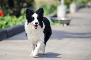 邊境牧羊犬欣賞圖冊