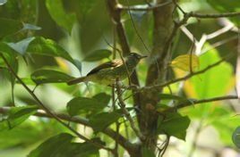 橄欖綠紋霸鶲 橄欖綠紋霸鶲