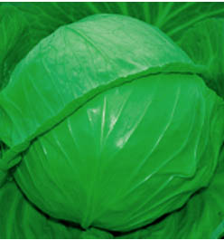 永益秋美 永益秋美