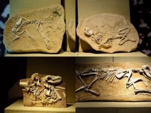動物化石