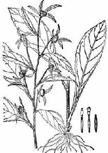 煙管頭草 煙管頭草