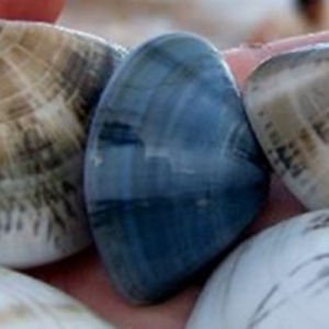 線異藍蛤 線異藍蛤