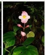 屏邊秋海棠 屏邊秋海棠