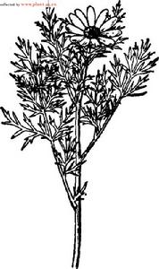 甘青側金盞花 甘青側金盞花