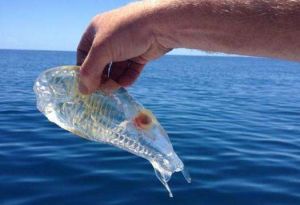 海洋中間獸 海洋中間獸