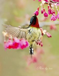 太陽鳥[鳥綱動物]