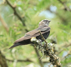 非洲岩燕 非洲岩燕