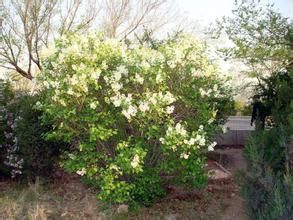 垂絲丁香 垂絲丁香