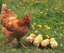 六鞭原蟲病 六鞭原蟲病
