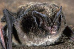 寬耳蝠 寬耳蝠