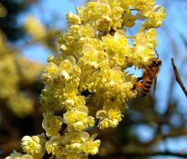 木姜子[樟科木姜子屬植物]