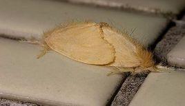 污黃毒蛾 污黃毒蛾
