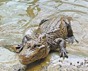 史帝夫&middot;厄文