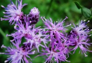 無毛葉風毛菊 無毛葉風毛菊