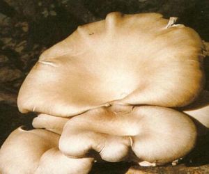 泡囊側耳 泡囊側耳