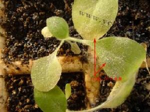 （圖）菸草白粉病