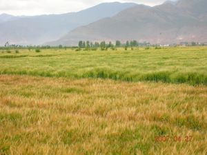 波南河自然村 波南河自然村