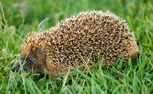 刺蝟