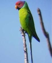 淡紫冠鸚哥 淡紫冠鸚哥