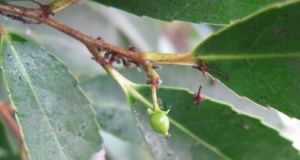 毛枝柞木 毛枝柞木