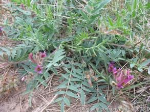 毛瓣棘豆 毛瓣棘豆