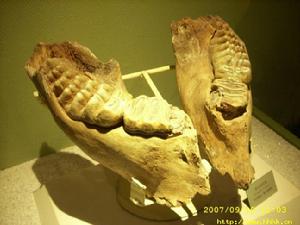 榆社化石博物館