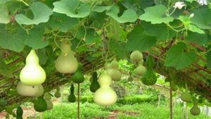 蔬菜科技示範園 蔬菜科技示範園