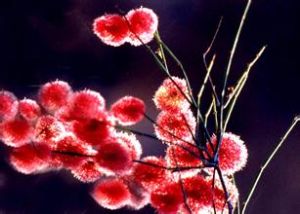 小沙拐棗 小沙拐棗