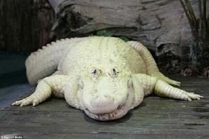 （圖）“波尤亞-巴蘭”是世界僅存的12隻藍眼睛白色鱷魚中的一隻。