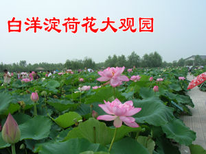 荷花大觀園