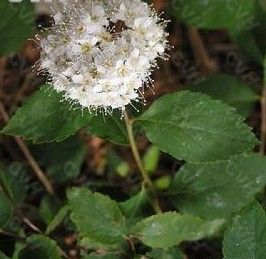 樺葉繡線菊 樺葉繡線菊