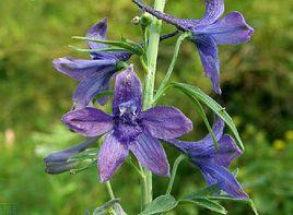 唇花翠雀花 唇花翠雀花