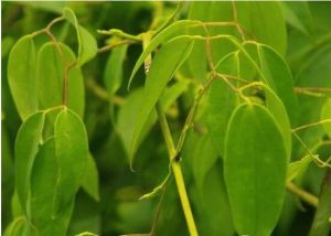 黑風散[黑風散]