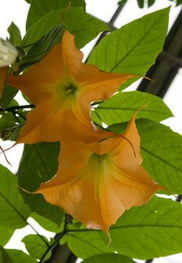 天使紫葳 天使紫葳