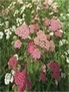 叢生雪輪 叢生雪輪