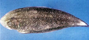 長鉤須鰨 長鉤須鰨