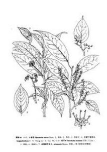 台灣核子木 台灣核子木