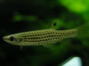 珍珠濺水魚 珍珠濺水魚