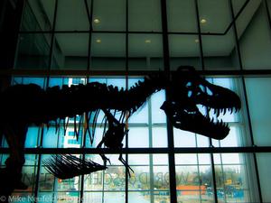 巴彥淖爾恐龍 巴彥淖爾恐龍