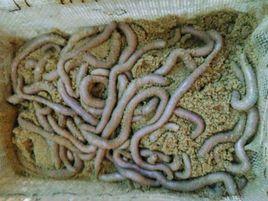 沙蟲[一種穴居爬行環節動物]