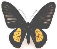 利休斯氏裳鳳蝶(雄)