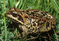 哈士蟆（中國林蛙）