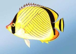 長吻蝴蝶魚 長吻蝴蝶魚