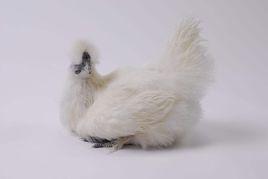 朝那烏雞 朝那烏雞