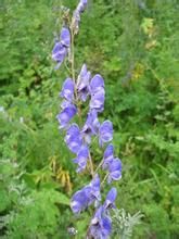 乾寧烏頭 乾寧烏頭