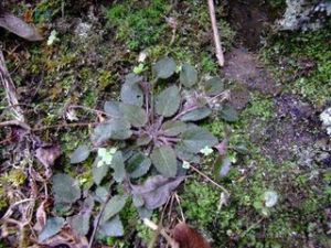 亮毛堇菜 亮毛堇菜