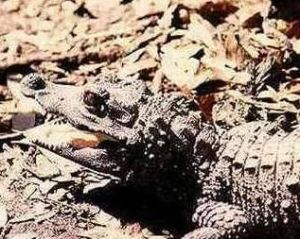 非洲侏鱷 非洲侏鱷